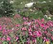 wf_nativeperennialmix.jpg